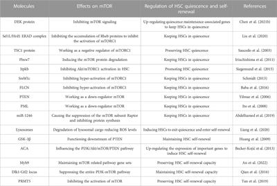 Regulation of hematopoietic stem cells differentiation, self-renewal, and quiescence through the mTOR signaling pathway